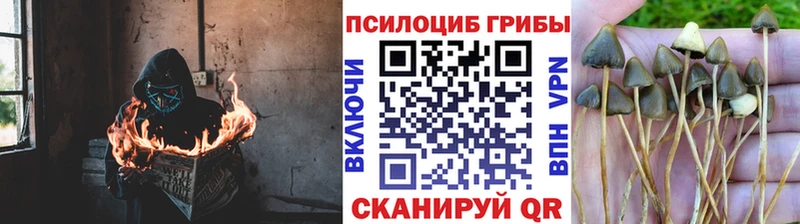 продажа наркотиков  Крымск  Галлюциногенные грибы Psilocybe 